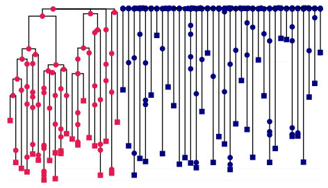 Phylogeny from clonal hematopoiesis simulation