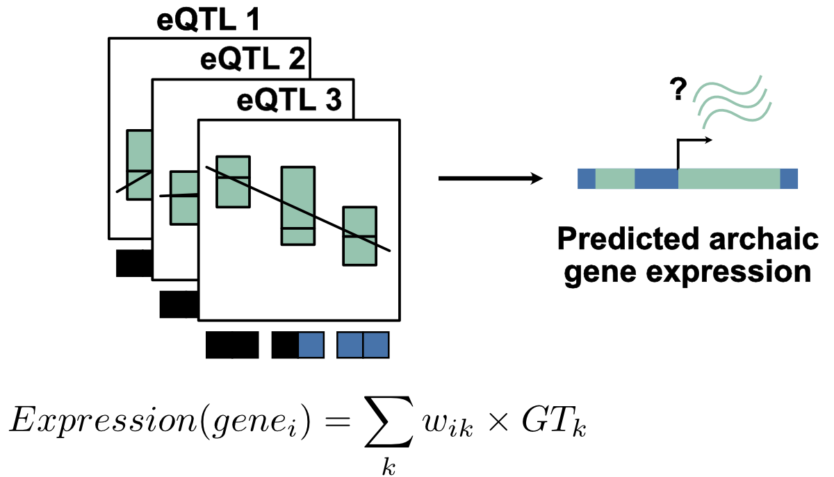 Prediction of archaic gene expression by Colbran et al. (2019)